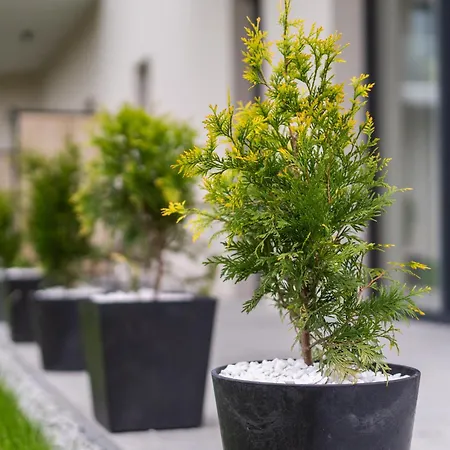 Amber & Calm Euronia Ii *